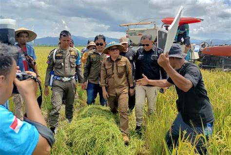 Pj Bupati Konawe Dr H Harmin Ramba SE MM Panen Perdana Padi Di Desa