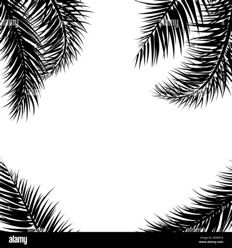 Vector tropical Black palm leaves on white background. Summer tropical palm tree leaves border ...