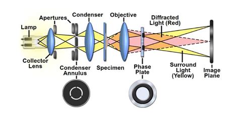 What is Phase Contrast Microscope?