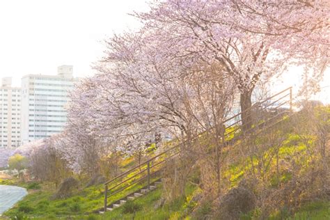 Cherry Blossom Trails Along the Rivers in Jeonju