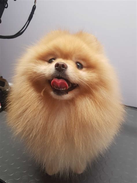 Szpic Miniaturowy Pomeranian Reproduktor Krycie Czempiń OLX pl