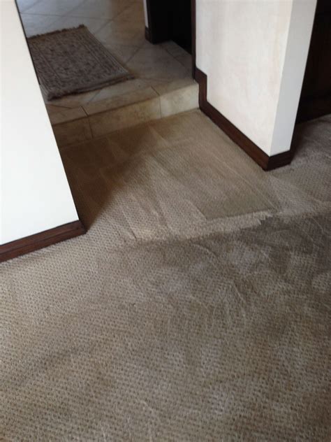 Professional Carpet Cleaner - Green Carpet Cleaning Orange County