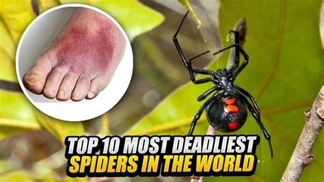 Top 10 Deadliest Spiders In The World Youtube