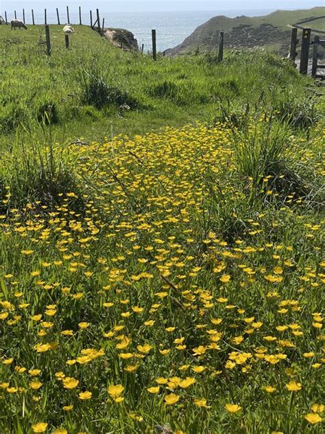 Cliff Top Buttercups Alan Hughes Geograph Britain And Ireland