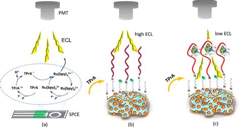 Illustration Of A Ecl Generation Of Ru Bpy In The Presence Of