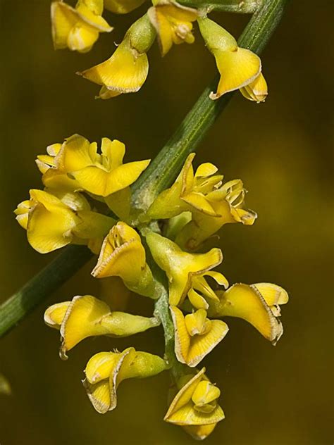 Flora De Malpica De Tajo La Retama Retama Sphaerocarpa