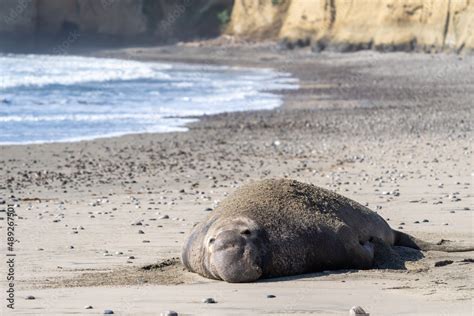 Male elephant seal on the beach after mating and fighting other ...