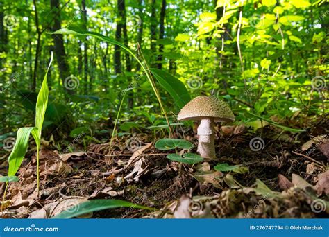 Edible Mushroom Amanita Rubescens In Spruce Forest Known As Blusher