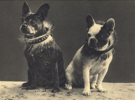 French Bulldog Franse Bulldog Bulldog Vintage