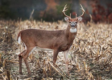 2025 Pa Deer Season Lynne Stacey