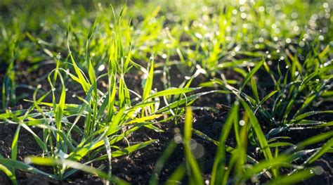 December South Dakota Crop Progress Condition Report Morning Ag Clips