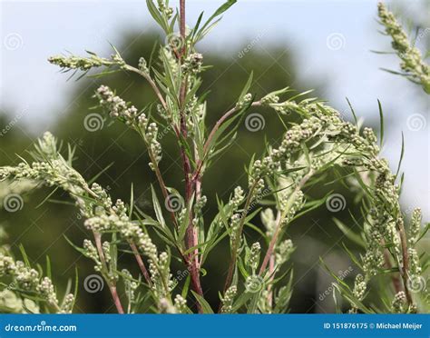 Artemisia Vulgaris Tambi N Conocido Como Artemisa N Ajenjo De La