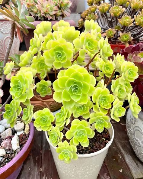 73 types of aeonium varieties pictorial guide – Artofit