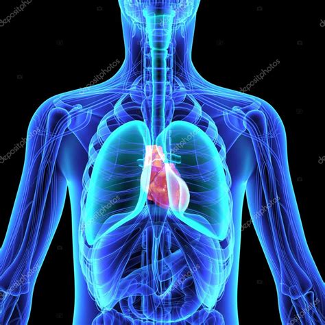 Anatomia do coração humano — Fotografias de Stock © sciencepics #75127743