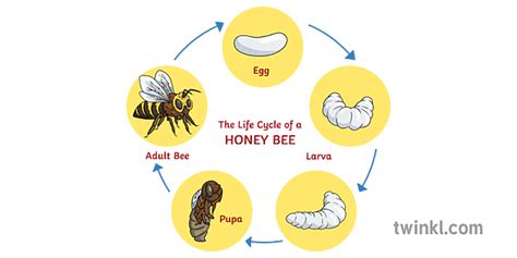 Honey Bee Life Cycle Diagram Illustration Twinkl