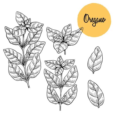 Premium Vector Vector Hand Drawn Oregano Illustration Vintage Spice