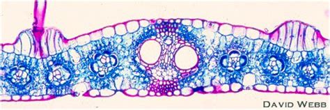 biologi gonzaga monokotil dikotil