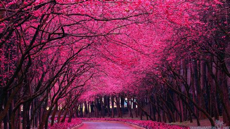 🔥 [26+] Pink Tree Wallpapers | WallpaperSafari