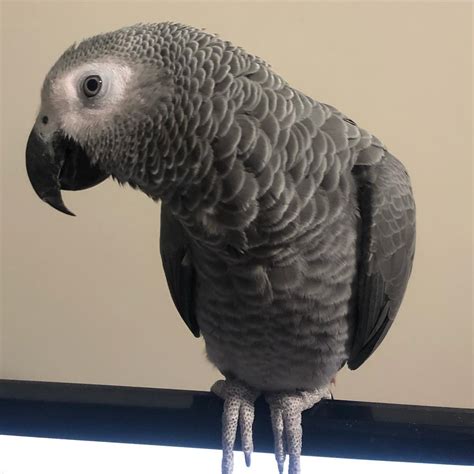 Congo African Grey For Sale | Terry's Parrot Farm