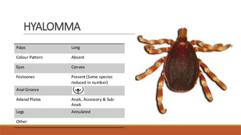 Printable Tick Identification Chart