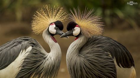 Red-crowned Crane Wallpapers - Top Free Red-crowned Crane Backgrounds ...