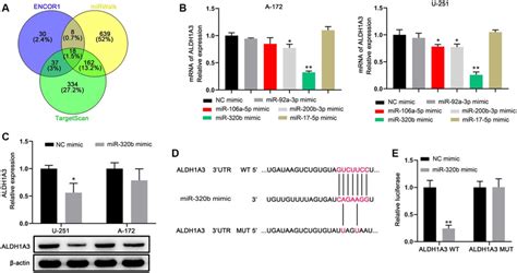 Knockdown Of Aldh A Enhanced Radiosensitivity In Gbm Cell Lines A