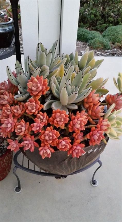 60+ DIY Indoor Succulent Arrangements Ideas 2019 - Page 28 of 61 ...