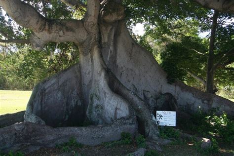 El Árbol de Flamboyán in Puerto Rico Discover the Beauty and Culture of ...