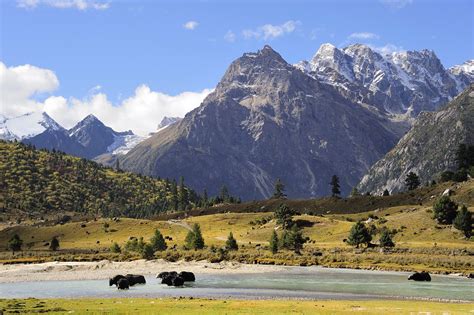 Yak Crossing The River Tro Chu In The Tro Ri Mountain Rang Flickr