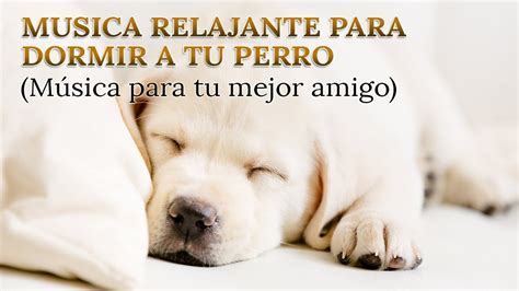 MUSICA PARA DORMIR PERROS Musica Relajante Para Perros Musica Para