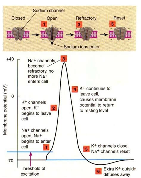 How To Interpret Phase Shift Diagram For Action Potential Ac