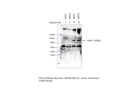 Hif Alpha Antibody Pack Nb Bio Techne