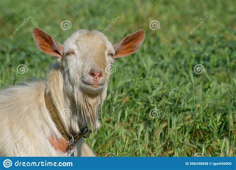 Portrait Of An Old White Male Goat Breeding Goats On A Home Farm Stock