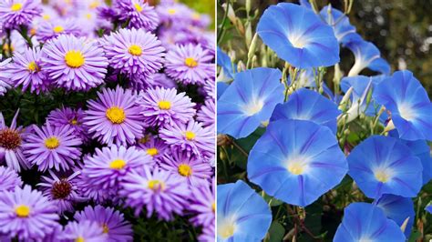 September Birth Flowers | Aster and Morning Glory | Petal Talk