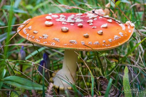 Fly Agaric Amanita Muscaria Oregon Photography