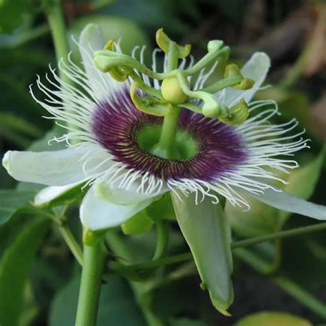 Passiflora Edulis Fruit