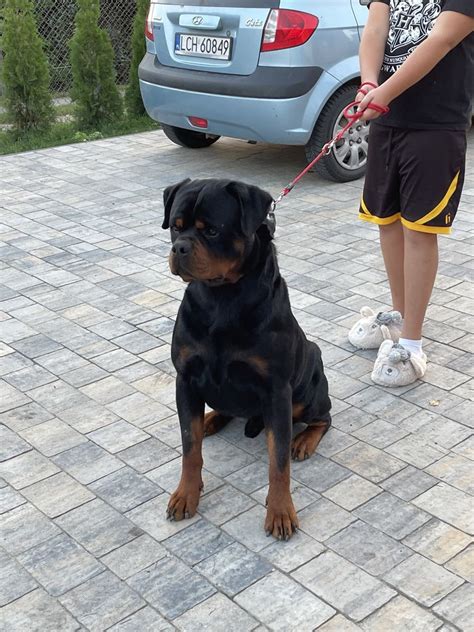 Piekny Piesek Rasy Rottweiler Kanie Stacja OLX Pl