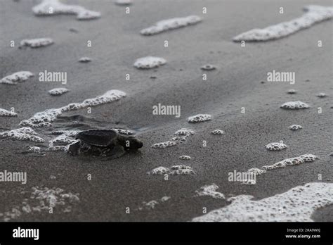 Bantul Yogyakarta Indonesia Nd July The Olive Ridley Sea