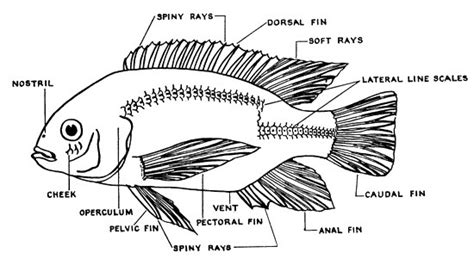 Label Fish Diagram | Online Wiring Diagram