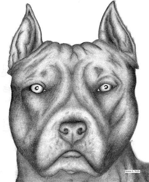 Drawn Pitbull Name - Dog Face Drawing In Pencil (#2121910) - HD