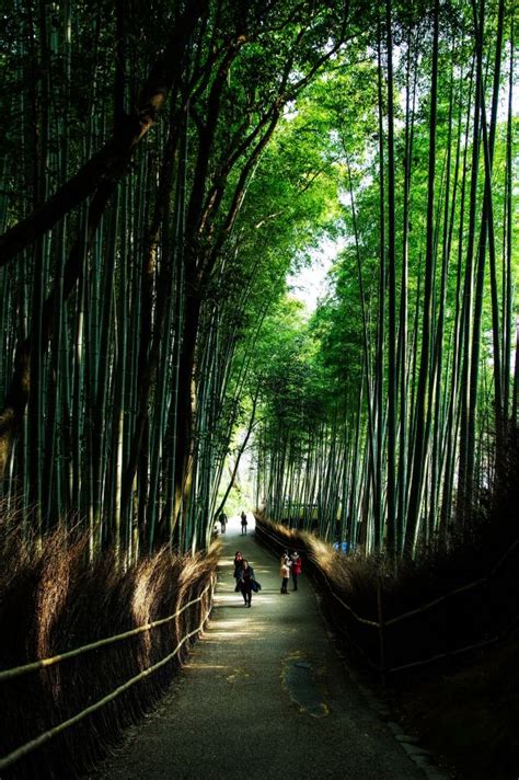 Free Images Tree Nature Sunlight Green Jungle Rainforest