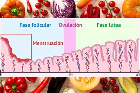 Nutrición según el ciclo menstrual en mujeres Salud NERSPORT