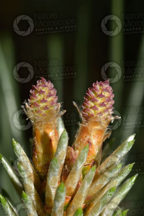 Pinus Nigra Black Pine Female Strobilus Female Strobilus Pinus