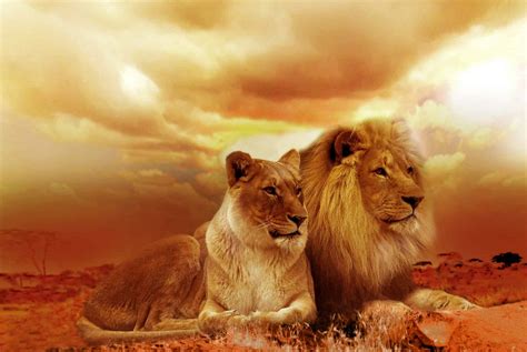 African Lions, Africa’s Most Iconic Species