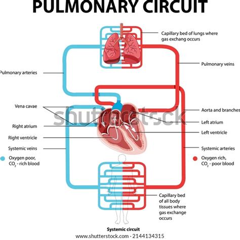 Diagram Showing Pulmonary Circuit Illustration Stock Vector Royalty