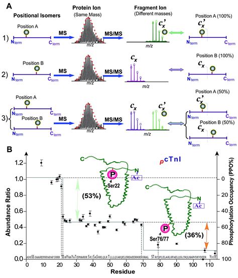 Comprehensive Analysis Of Protein Modifications By Top Down Mass