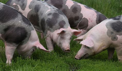 pig breeds  meat farmhouse guide