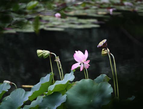 Photography and beyond: Lotus- National Flower of India