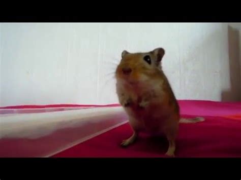 Joe Cartoon Gerbil In A Microwave