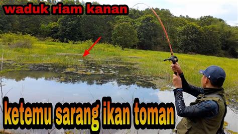 CASTING IKAN GABUS PAKAI SOFT FROG DAPAT TOMAN WADUK RIAM KANAN